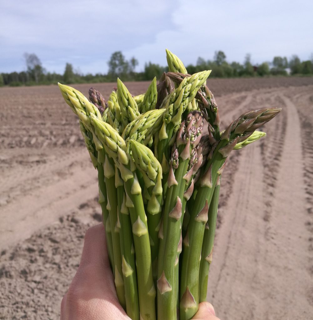 Henkilö pitää kädessään parsanippua.