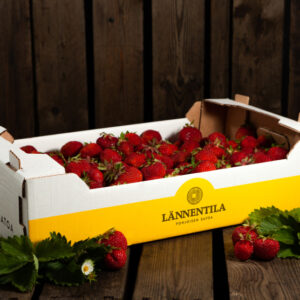 Pöydällä päällä oleva viiden kilon laatikko Lännentilan mansikoita.