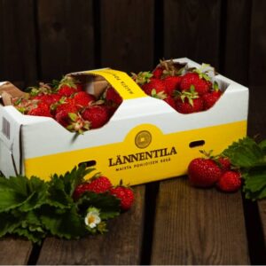 Pöydällä päällä oleva puolentoista kilon laatikko Lännentilan mansikoita.