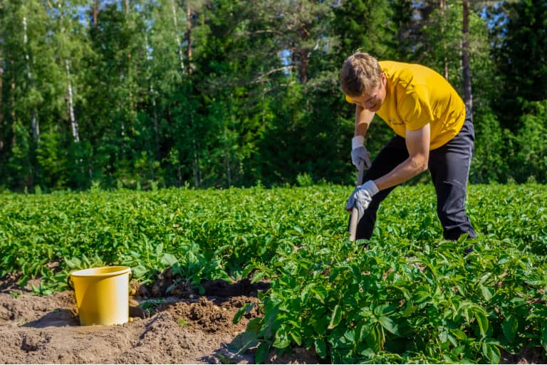 Mies kaivaa perunoita pellolla.